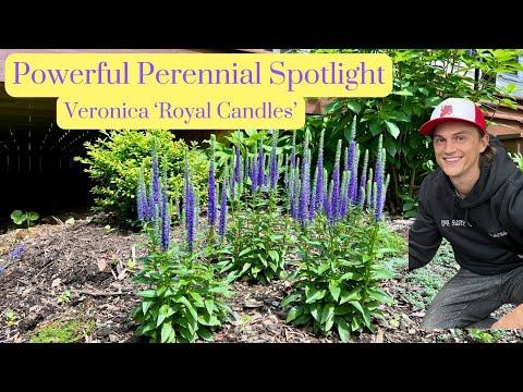 G359 Veronica Spicata 'royal Candles' - View 31 from www redcrocus com