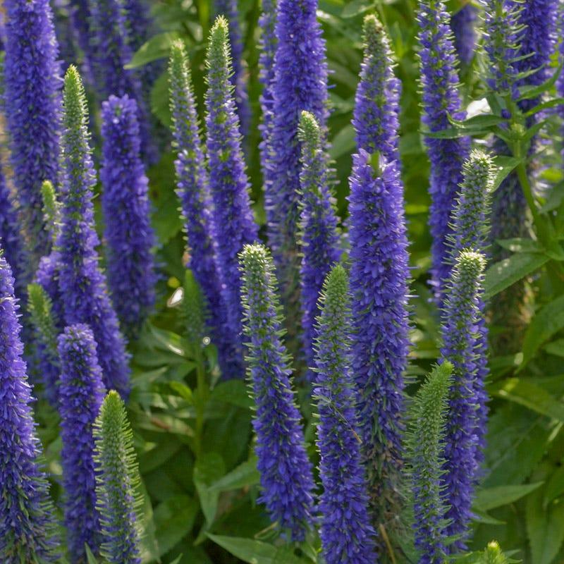 G359 Veronica Spicata 'royal Candles' - View 3 from www redcrocus com