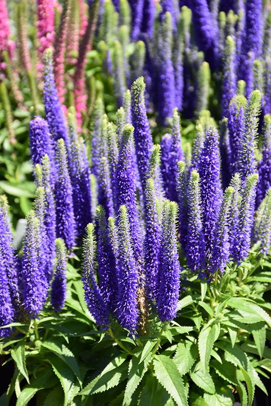 G359 Veronica Spicata 'royal Candles' - View 4 from www redcrocus com