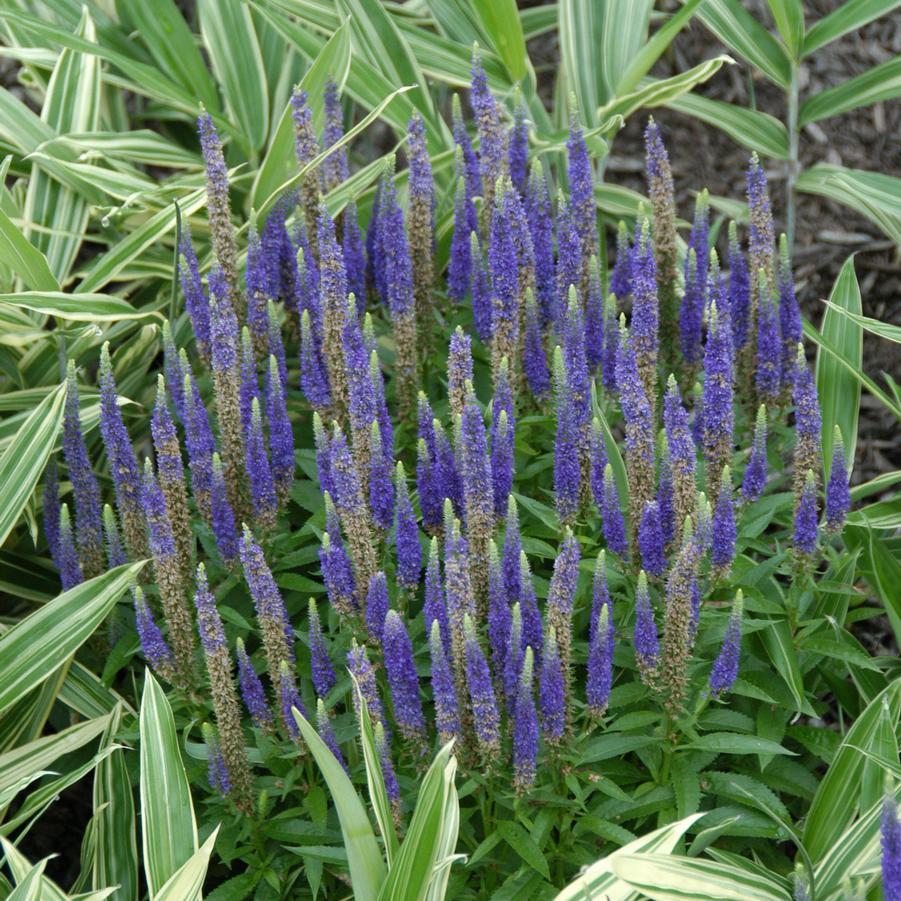 G359 Veronica Spicata 'royal Candles' - View 7 from www redcrocus com
