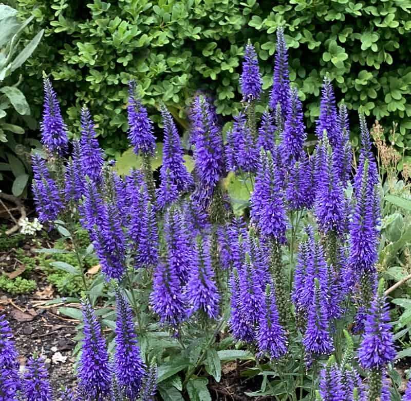 G359 Veronica Spicata 'royal Candles' - View 8 from www redcrocus com