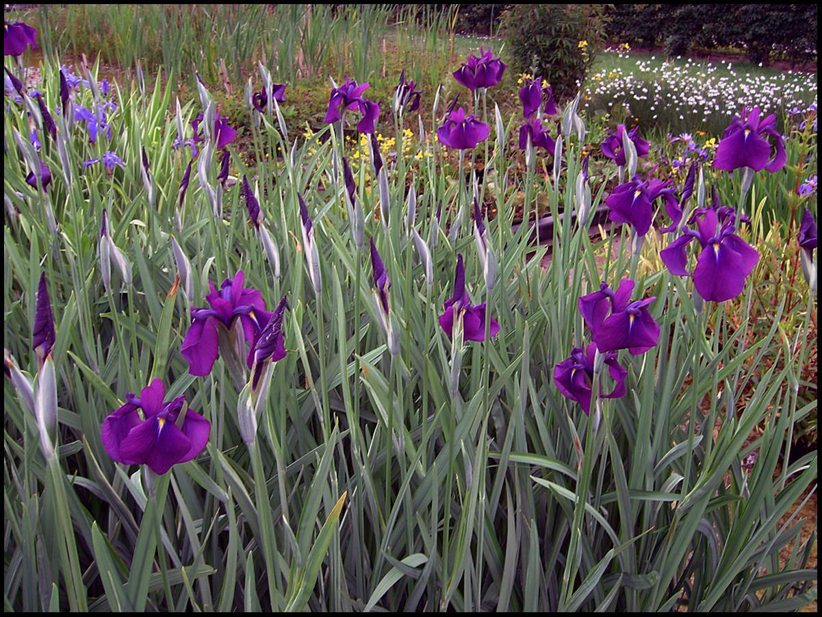 G367 Iris Ensata 'variegata' - View 11 from www redcrocus com