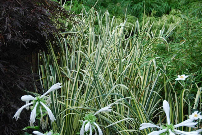 G367 Iris Ensata 'variegata' - View 13 from www redcrocus com