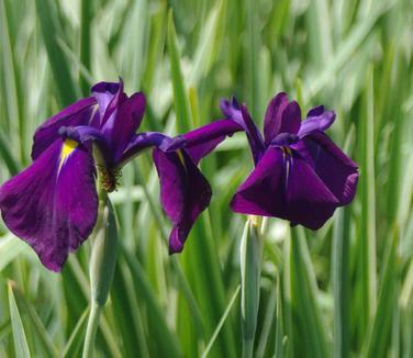 G367 Iris Ensata 'variegata' - View 14 from www redcrocus com