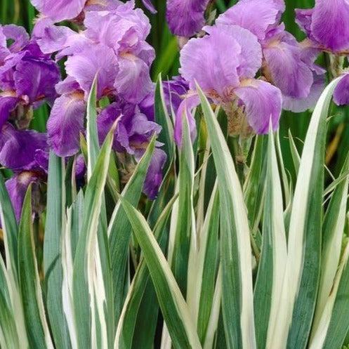 G367 Iris Ensata 'variegata' - View 15 from www redcrocus com