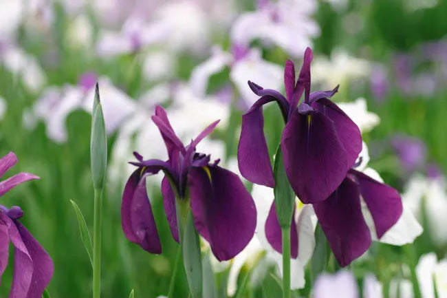 G367 Iris Ensata 'variegata' - View 16 from www redcrocus com