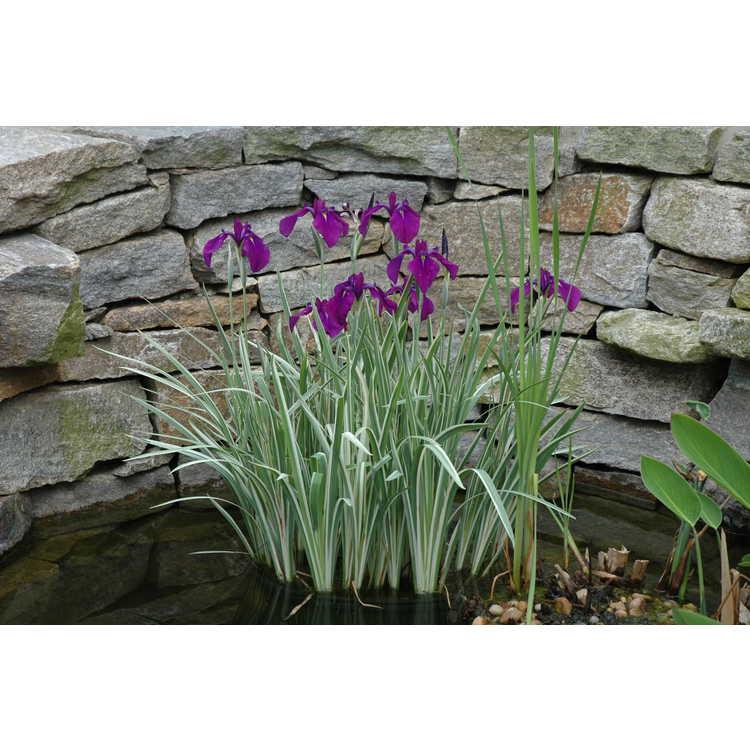 G367 Iris Ensata 'variegata' - View 17 from www redcrocus com