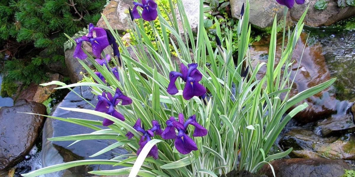 G367 Iris Ensata 'variegata' - View 19 from www redcrocus com