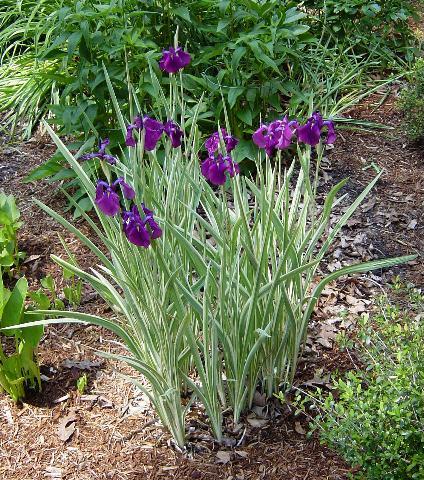 G367 Iris Ensata 'variegata' - View 20 from www redcrocus com
