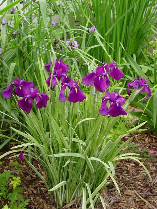 G367 Iris Ensata 'variegata' - View 21 from www redcrocus com