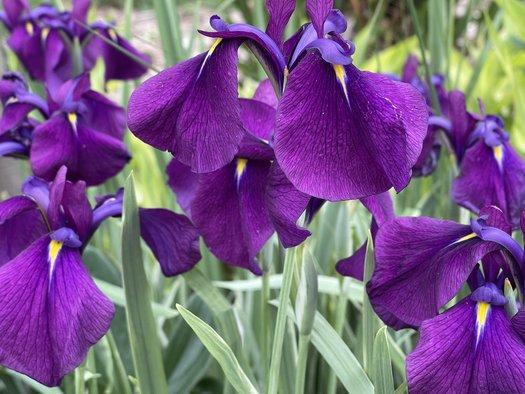 G367 Iris Ensata 'variegata' - View 22 from www redcrocus com