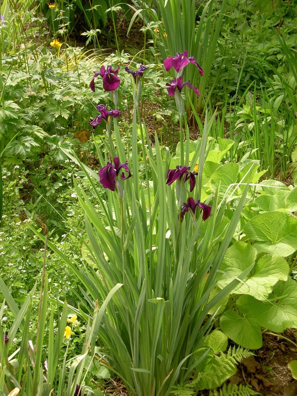 G367 Iris Ensata 'variegata' - View 24 from www redcrocus com
