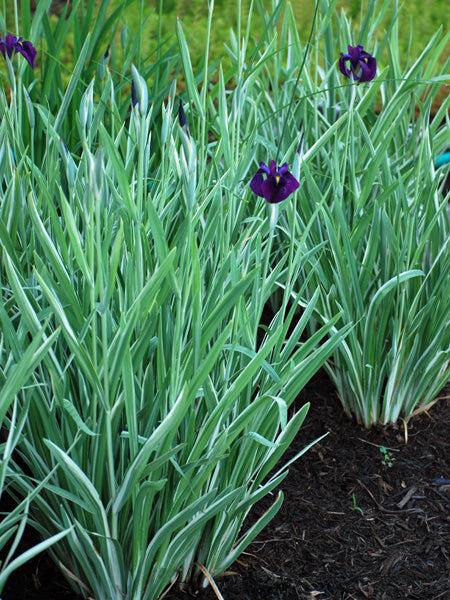 G367 Iris Ensata 'variegata' - View 25 from www redcrocus com