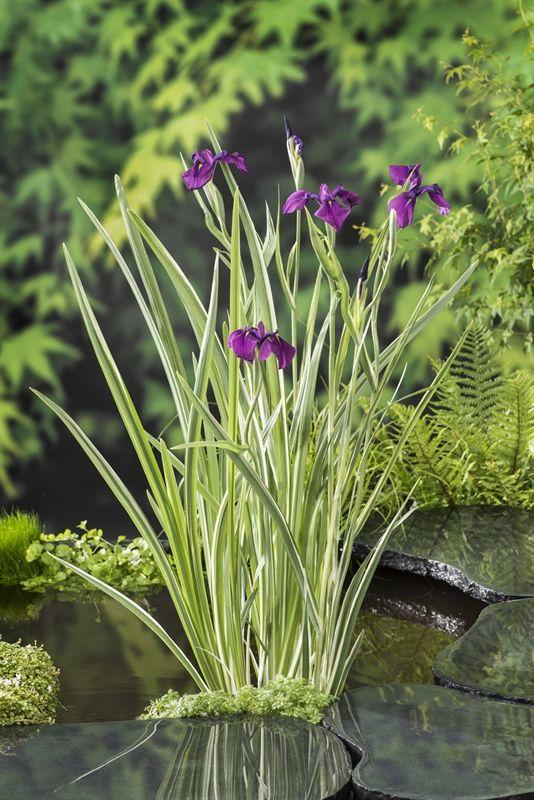 G367 Iris Ensata 'variegata' - View 27 from www redcrocus com