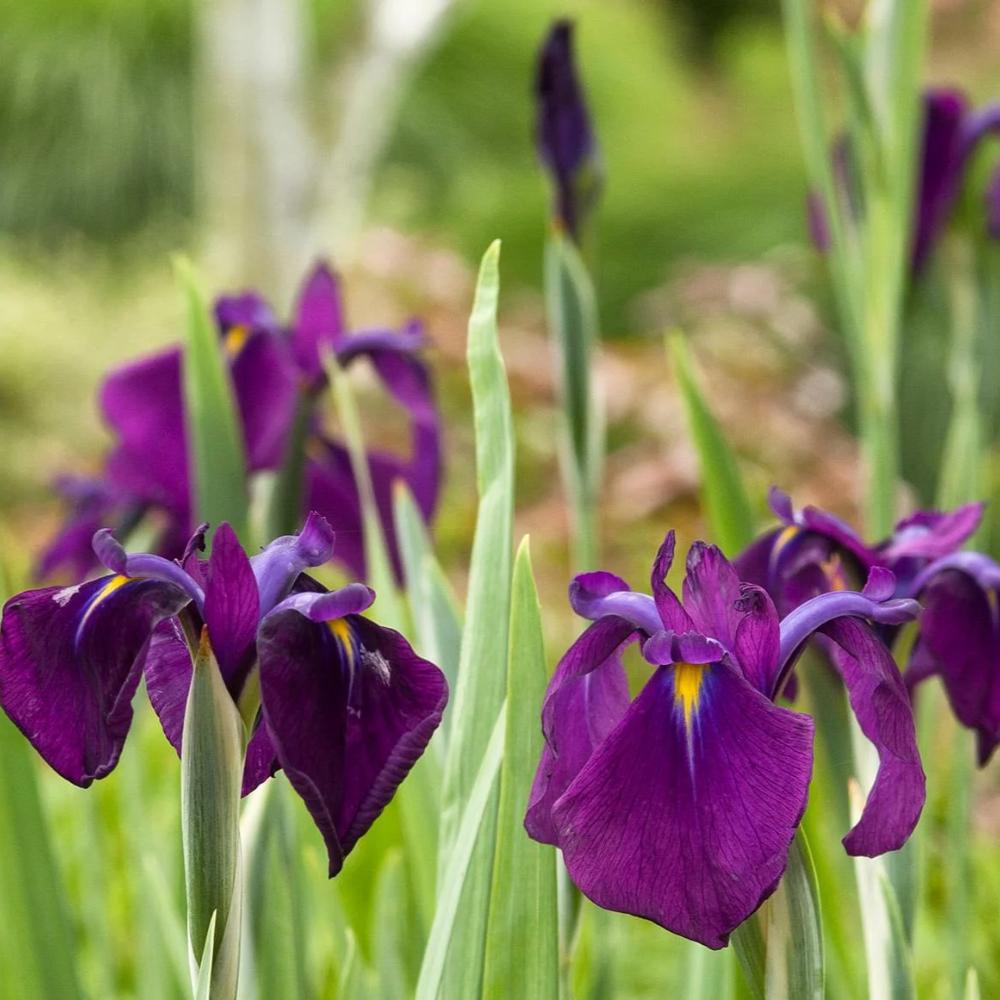 G367 Iris Ensata 'variegata' - View 28 from www redcrocus com
