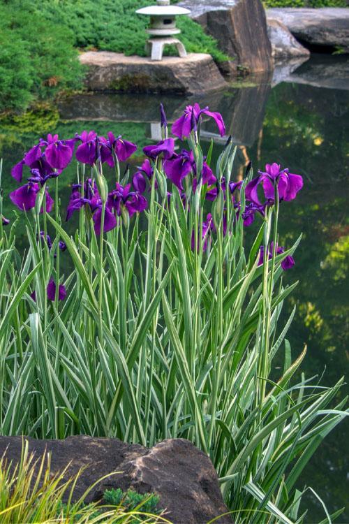G367 Iris Ensata 'variegata' - View 2 from www redcrocus com