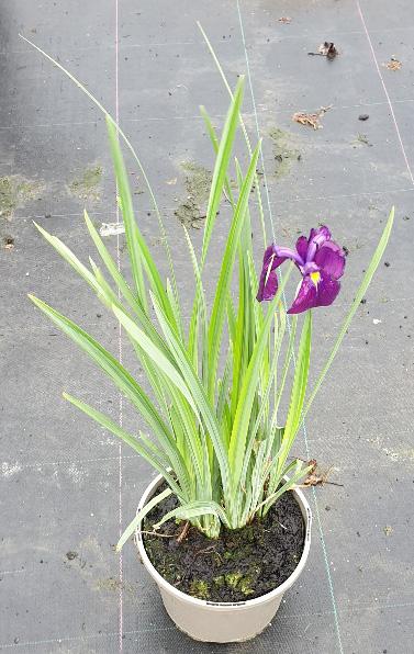 G367 Iris Ensata 'variegata' - View 31 from www redcrocus com