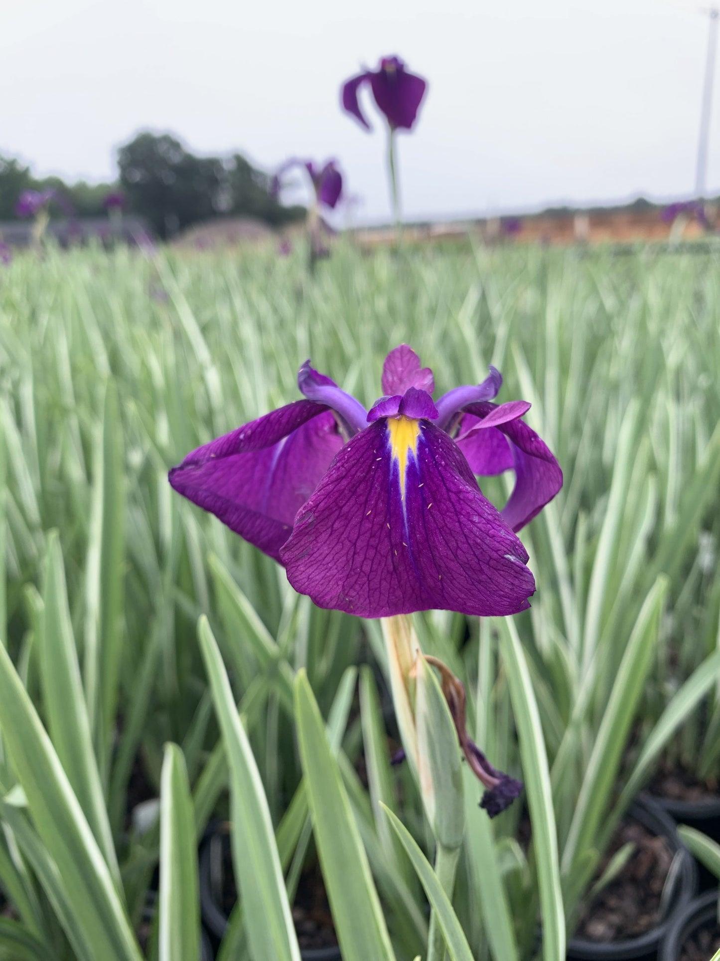 G367 Iris Ensata 'variegata' - View 34 from www redcrocus com