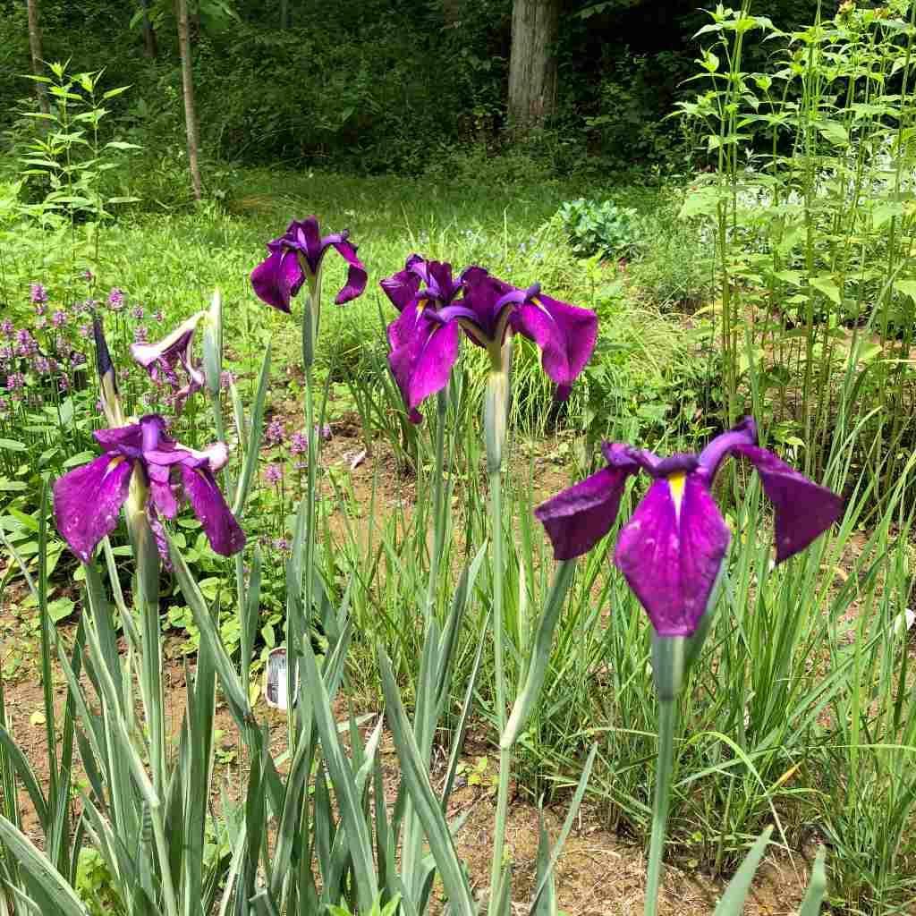 G367 Iris Ensata 'variegata' - View 37 from www redcrocus com