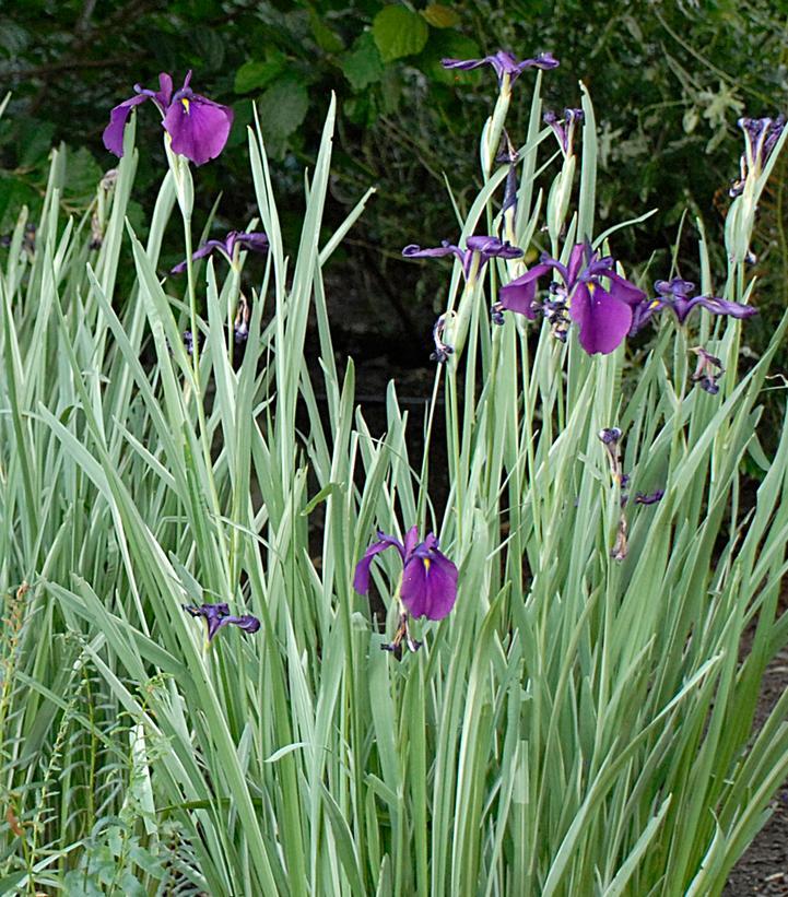 G367 Iris Ensata 'variegata' - View 3 from www redcrocus com
