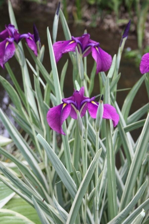 G367 Iris Ensata 'variegata' - View 4 from www redcrocus com