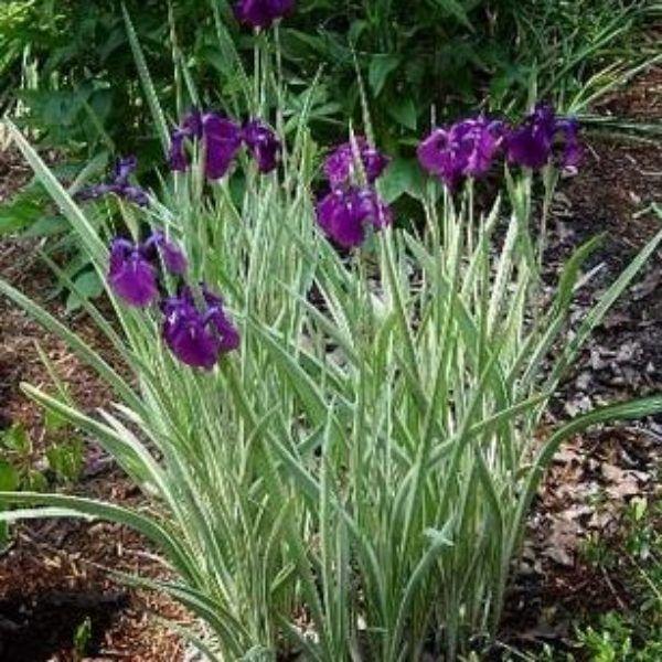 G367 Iris Ensata 'variegata' - View 5 from www redcrocus com