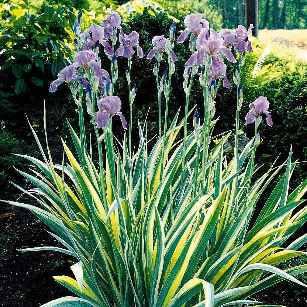 G367 Iris Ensata 'variegata' - View 6 from www redcrocus com
