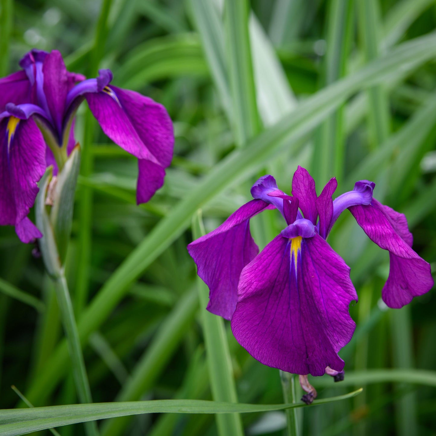 G367 Iris Ensata 'variegata' - View 7 from www redcrocus com