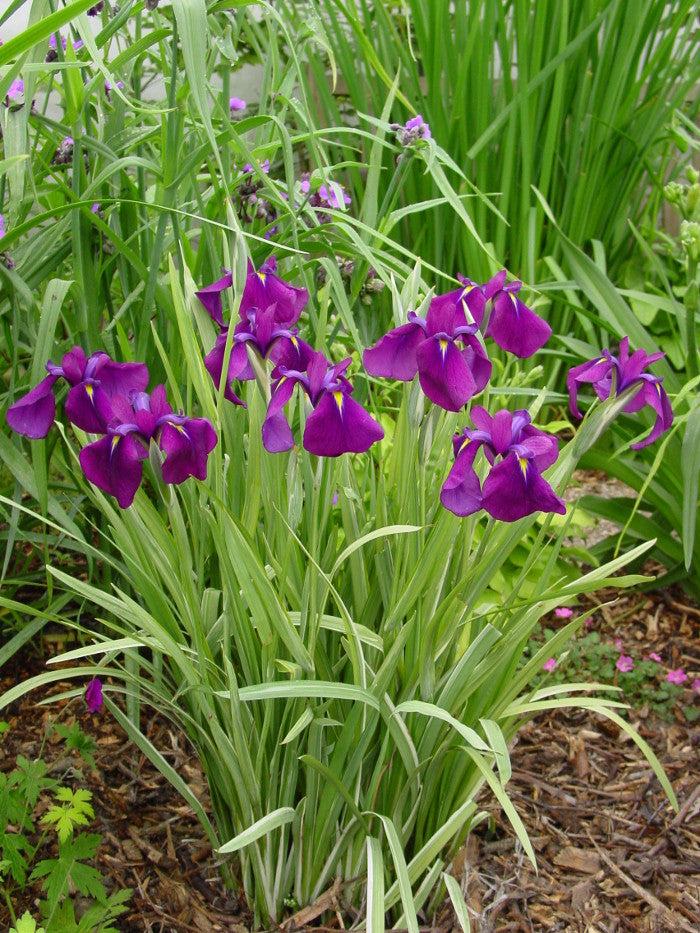 G367 Iris Ensata 'variegata' - View 8 from www redcrocus com
