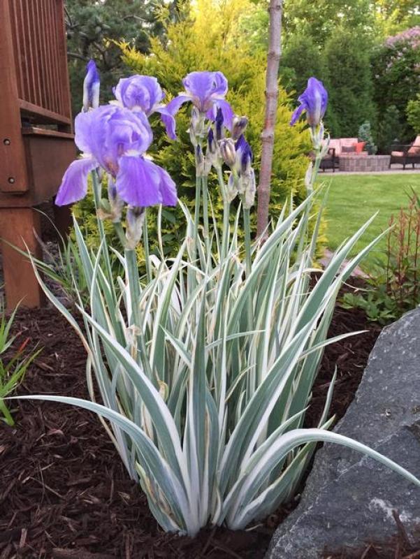 G367 Iris Ensata 'variegata' - View 9 from www redcrocus com