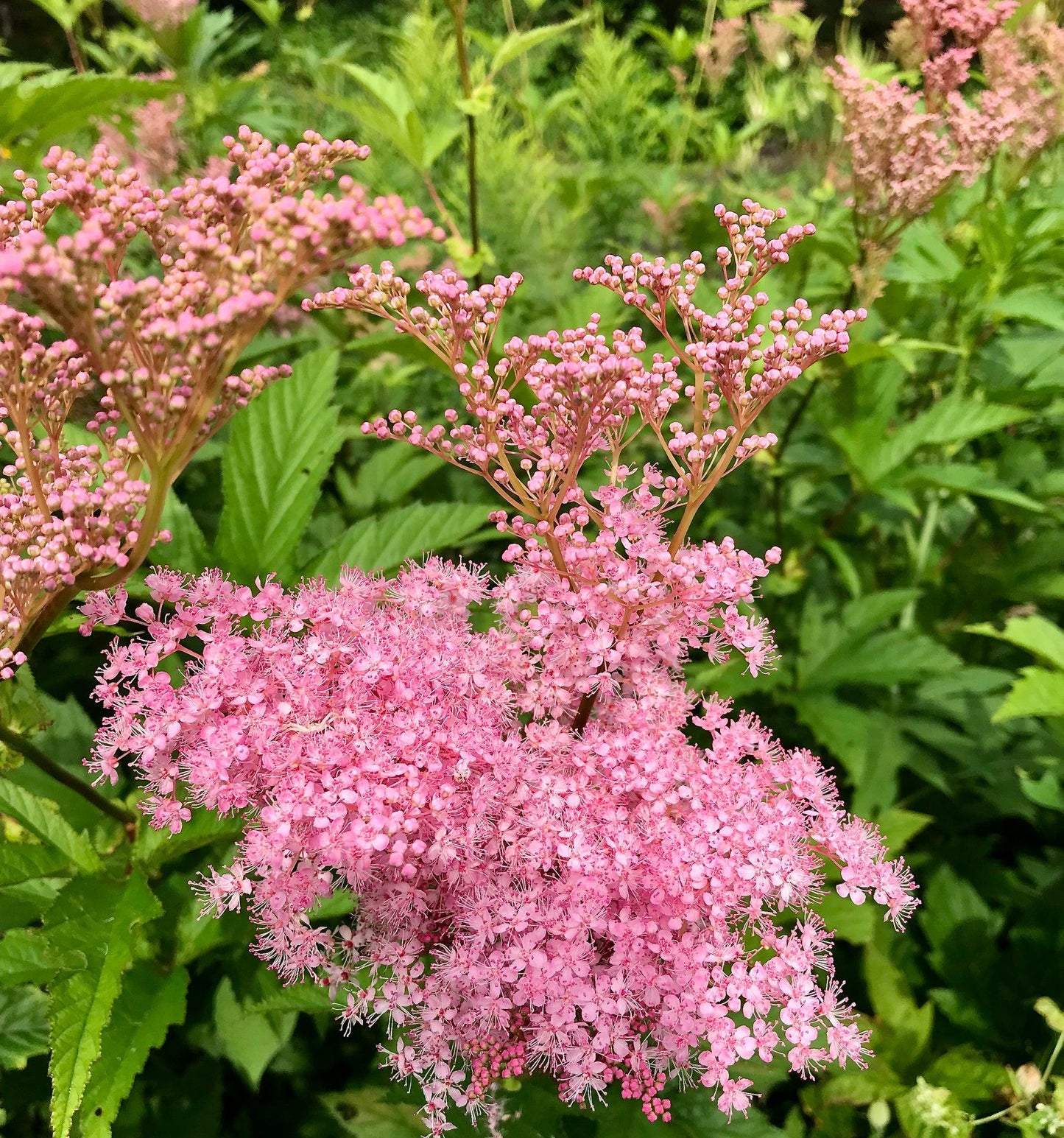 G374 Filipendula Rubra Venusta - View 10 from www redcrocus com