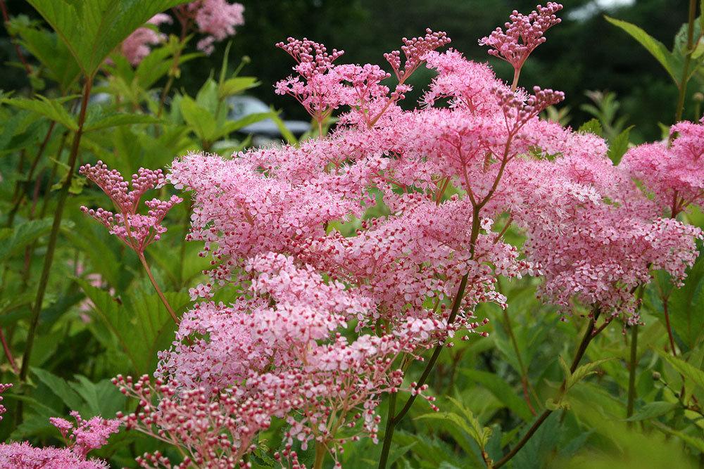 G374 Filipendula Rubra Venusta - View 11 from www redcrocus com