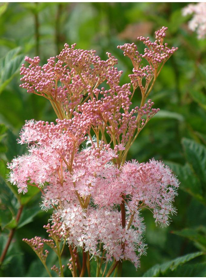 G374 Filipendula Rubra Venusta - View 12 from www redcrocus com