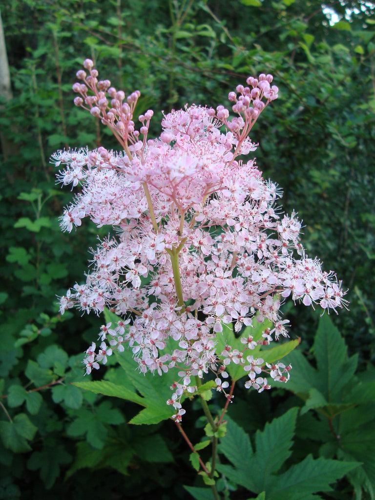 G374 Filipendula Rubra Venusta - View 13 from www redcrocus com