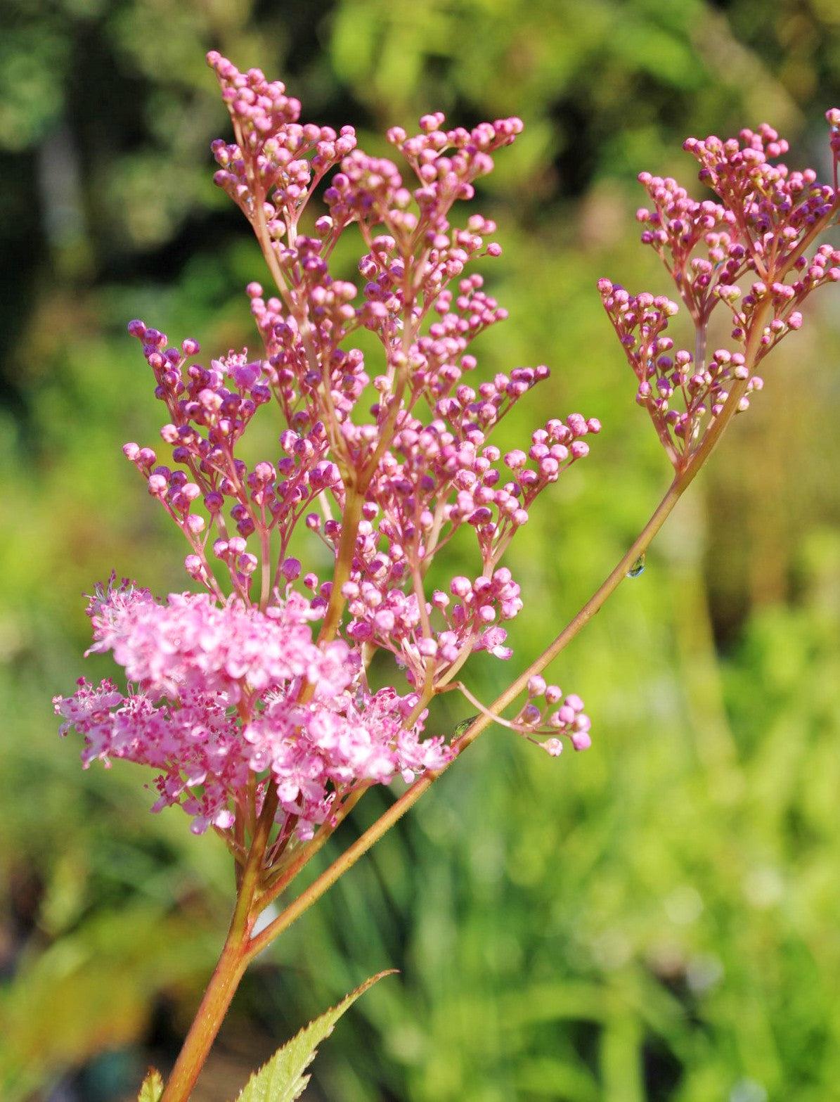 G374 Filipendula Rubra Venusta - View 14 from www redcrocus com