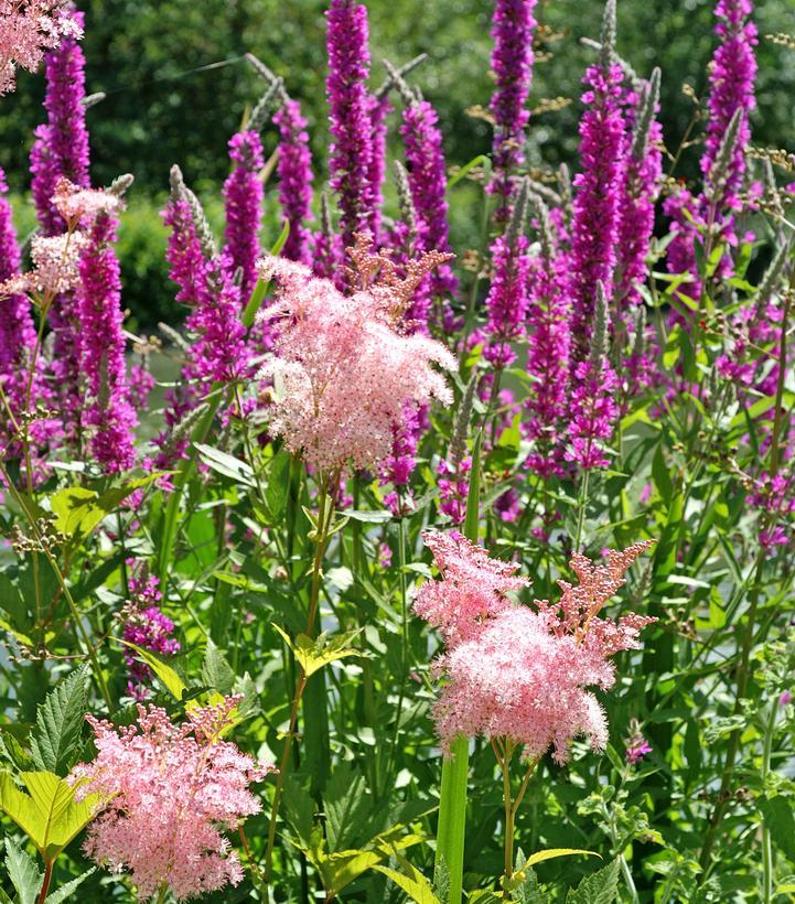 G374 Filipendula Rubra Venusta - View 15 from www redcrocus com