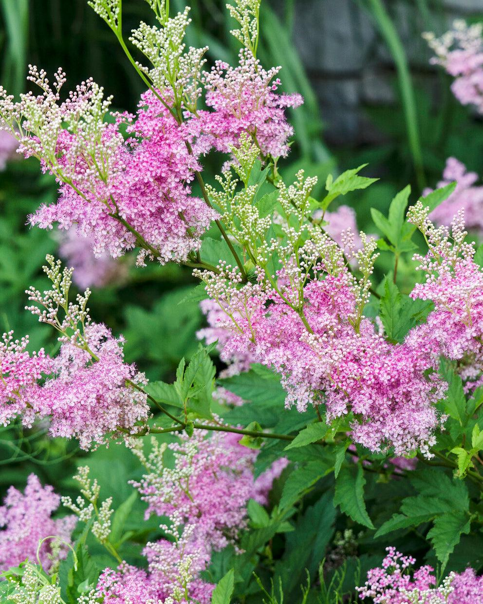 G374 Filipendula Rubra Venusta - View 16 from www redcrocus com