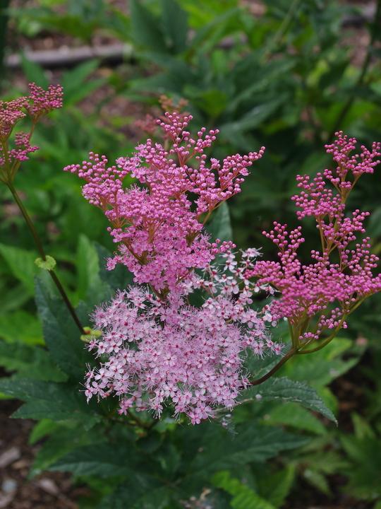 G374 Filipendula Rubra Venusta - View 17 from www redcrocus com