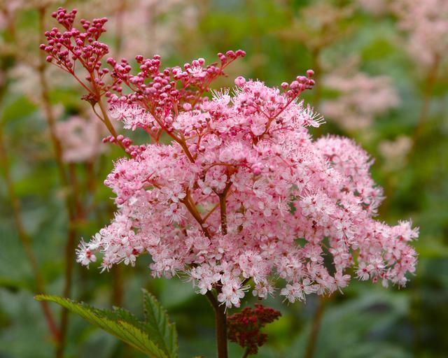 G374 Filipendula Rubra Venusta - View 18 from www redcrocus com