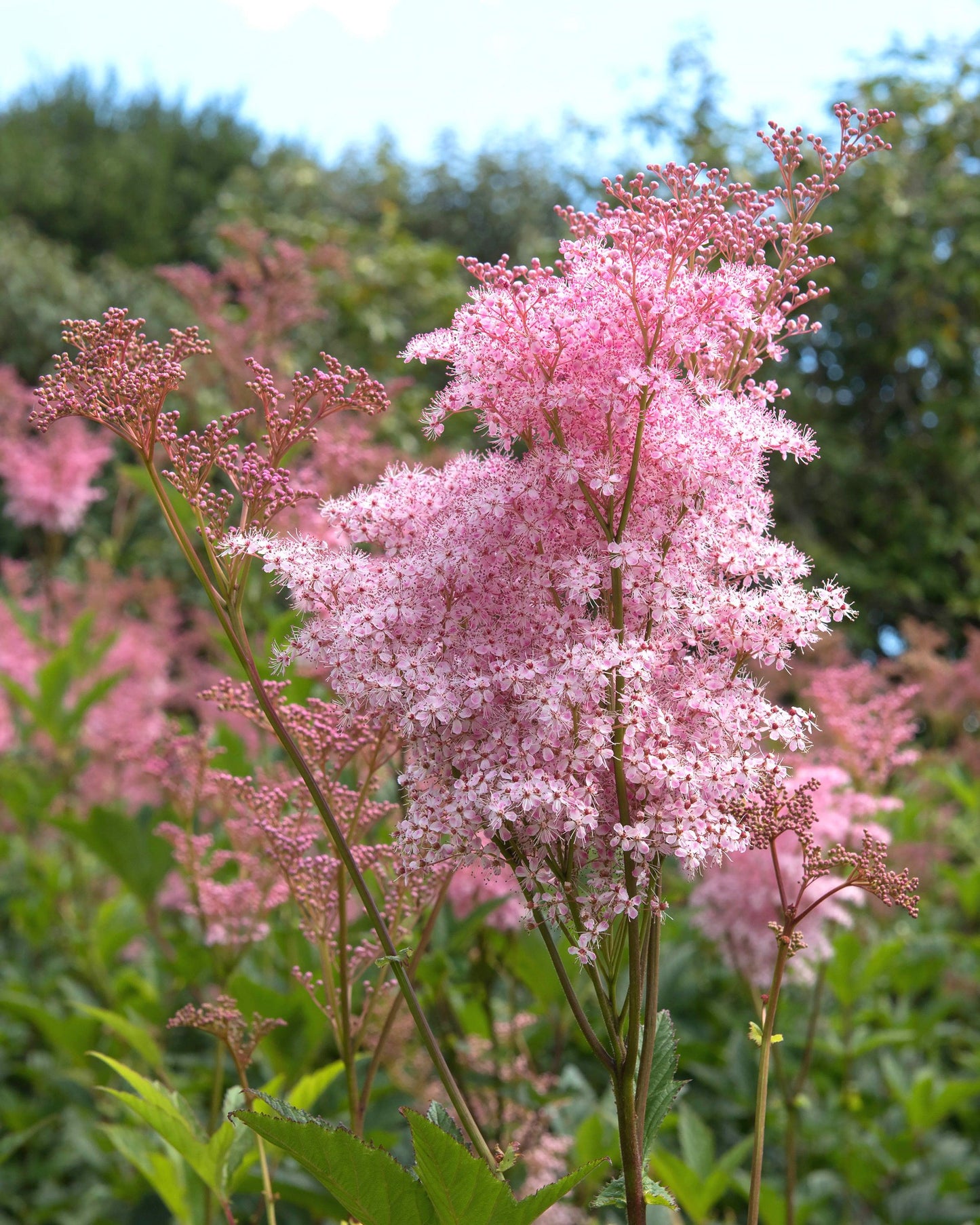 G374 Filipendula Rubra Venusta - View 1 from www redcrocus com