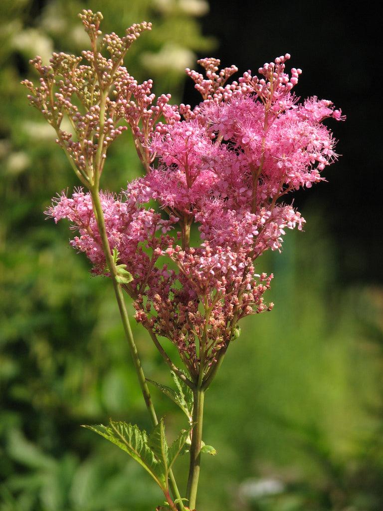 G374 Filipendula Rubra Venusta - View 3 from www redcrocus com