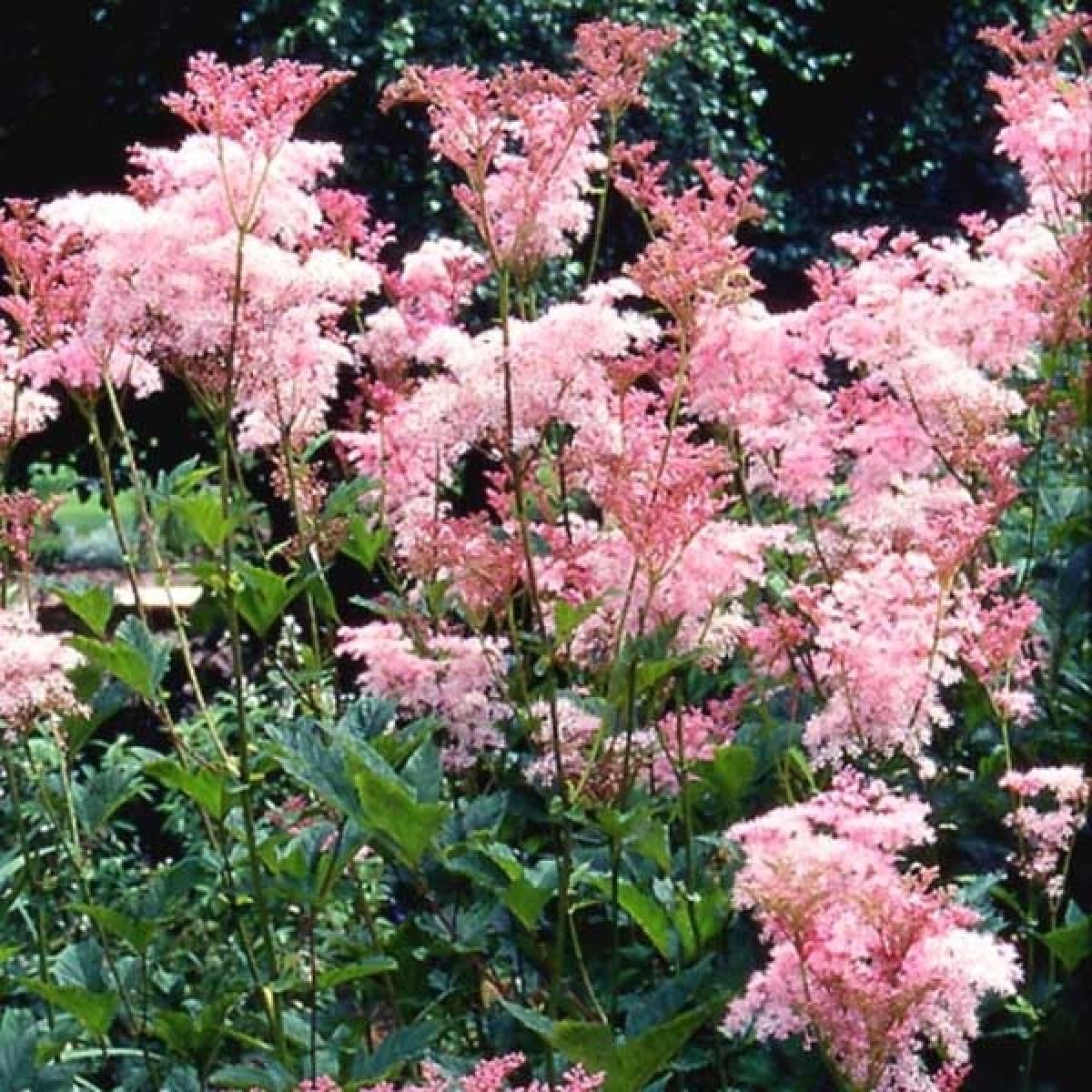 G374 Filipendula Rubra Venusta - View 4 from www redcrocus com