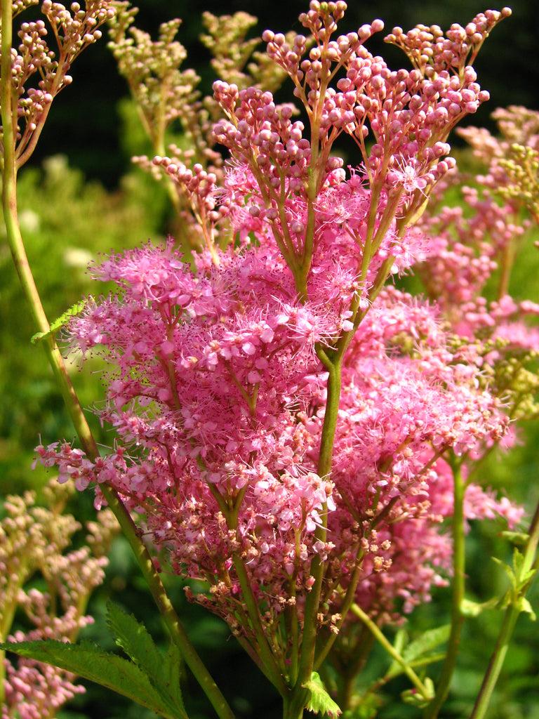 G374 Filipendula Rubra Venusta - View 5 from www redcrocus com