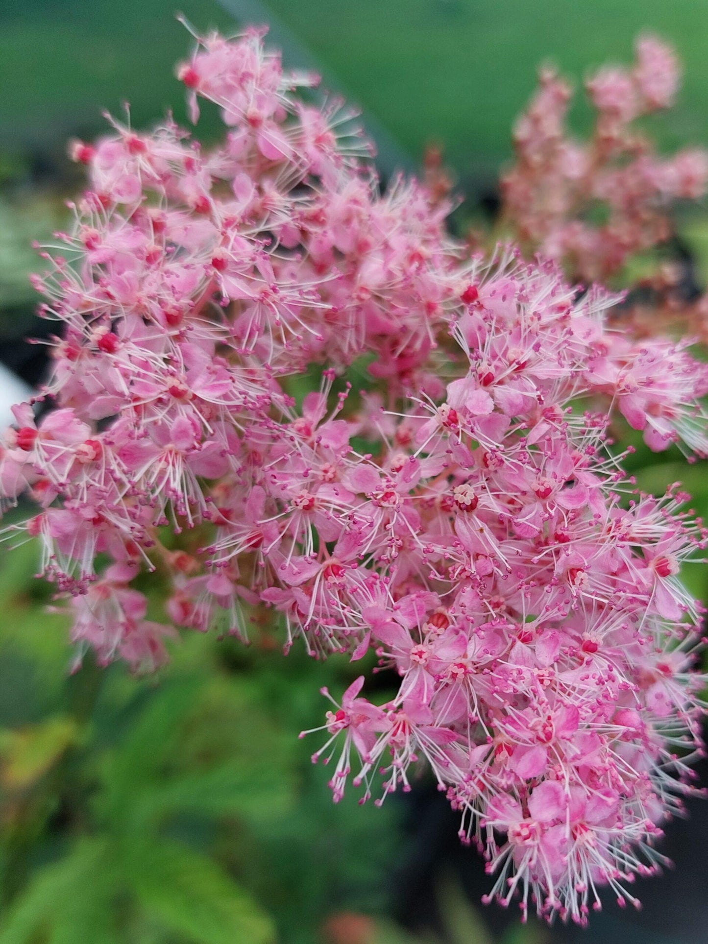 G374 Filipendula Rubra Venusta - View 6 from www redcrocus com