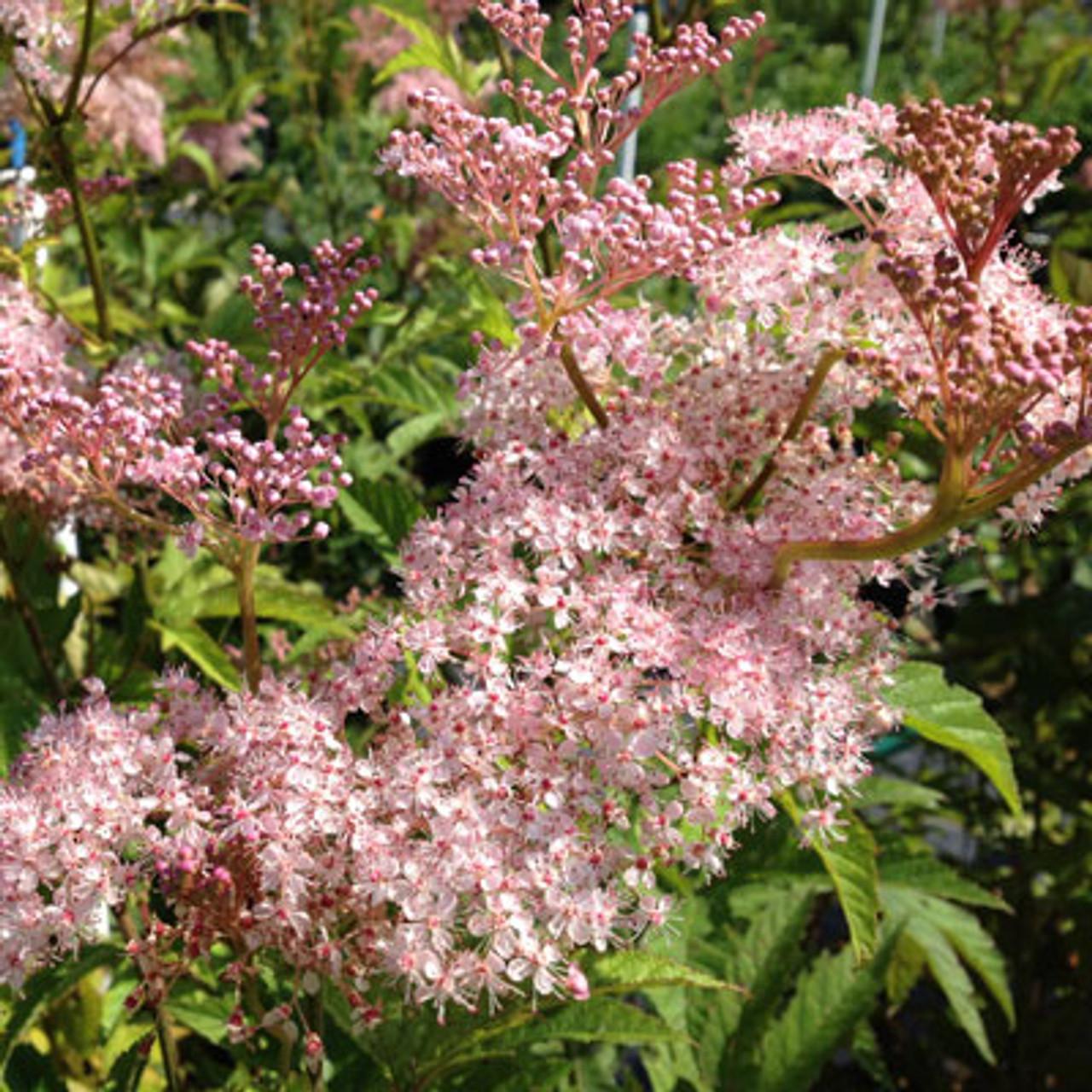 G374 Filipendula Rubra Venusta - View 7 from www redcrocus com