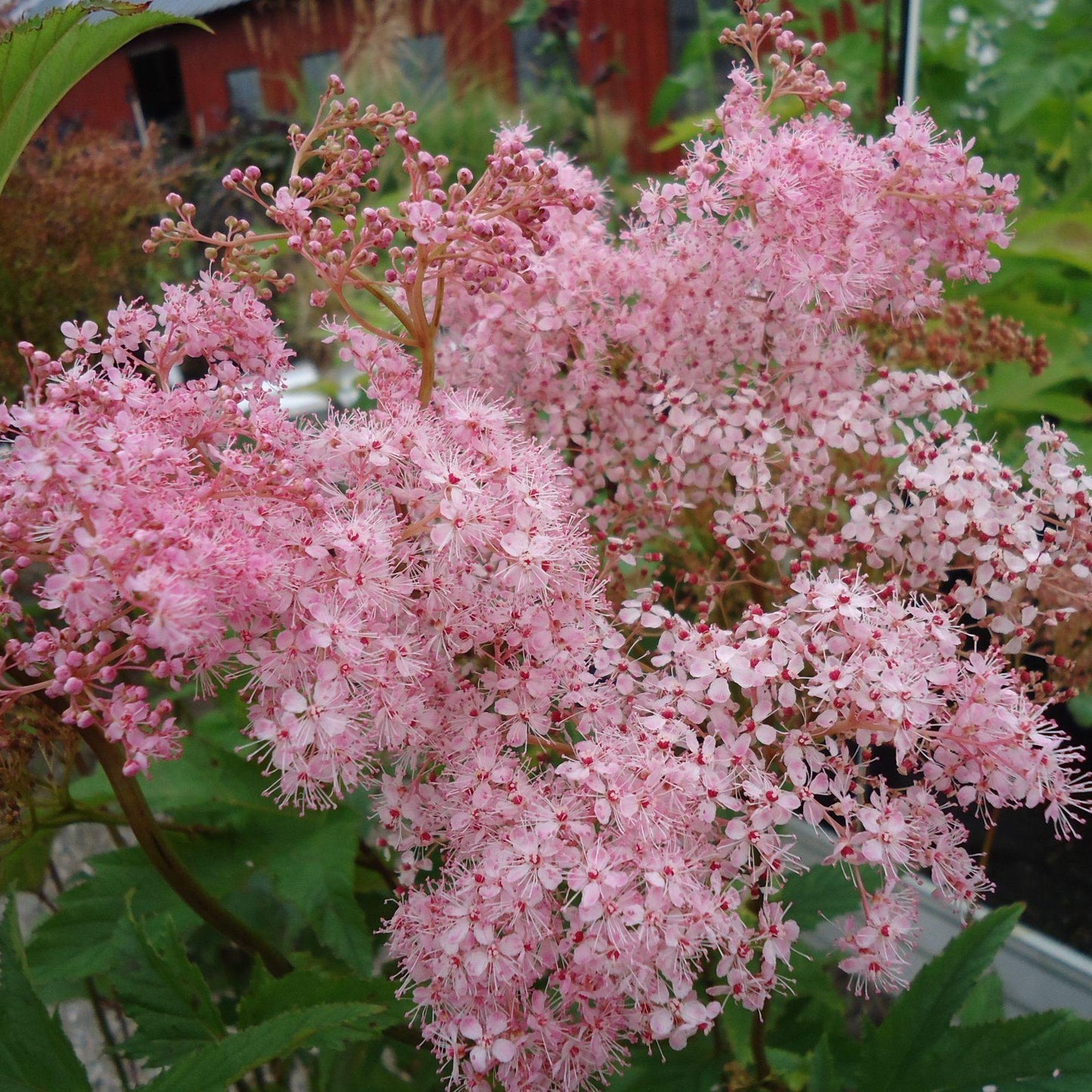 G374 Filipendula Rubra Venusta - View 8 from www redcrocus com