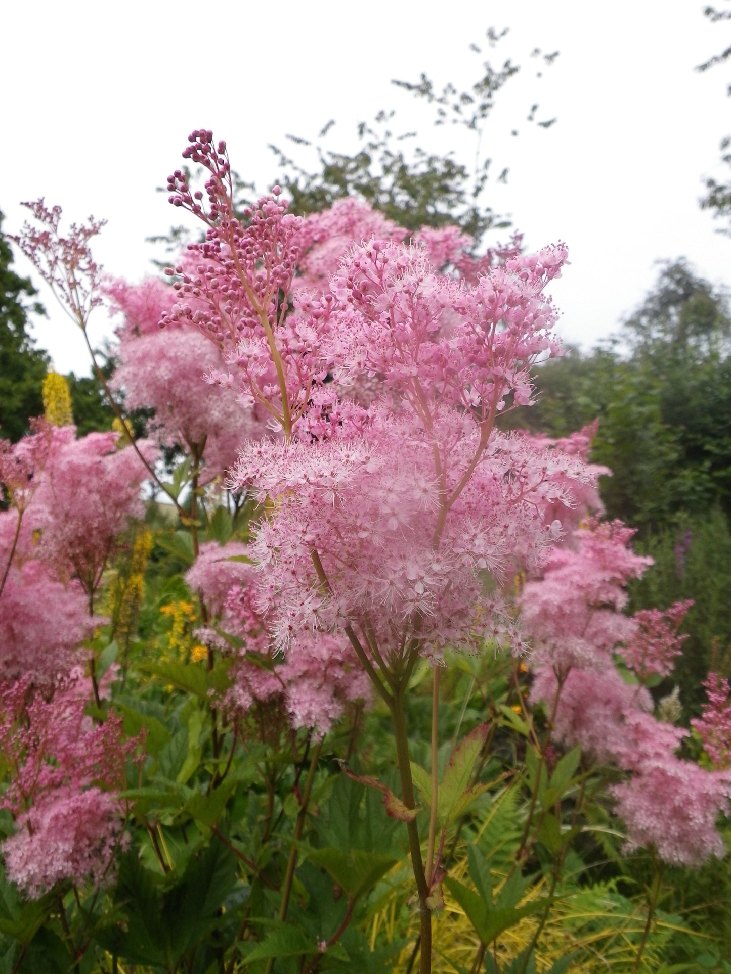 G374 Filipendula Rubra Venusta - View 9 from www redcrocus com