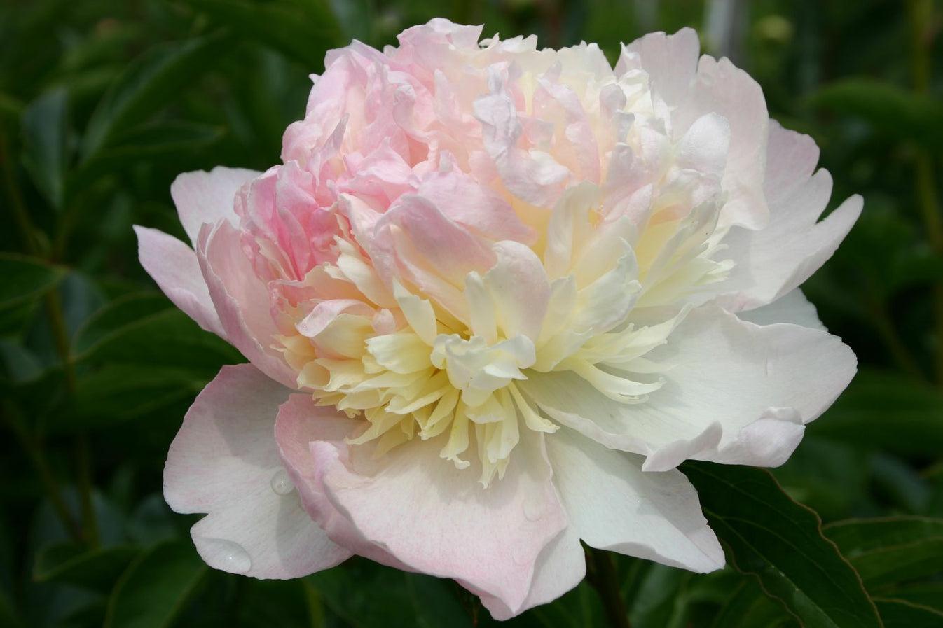 G391 Paeonia X Lactiflora Raspberry Sundae - View 10 from www redcrocus com