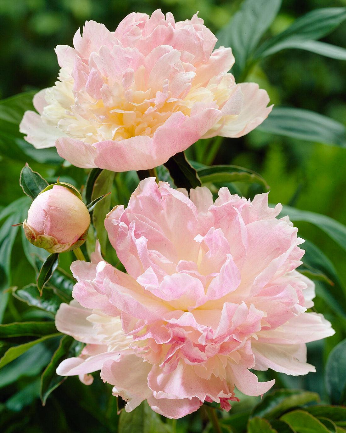 G391 Paeonia X Lactiflora Raspberry Sundae - View 11 from www redcrocus com