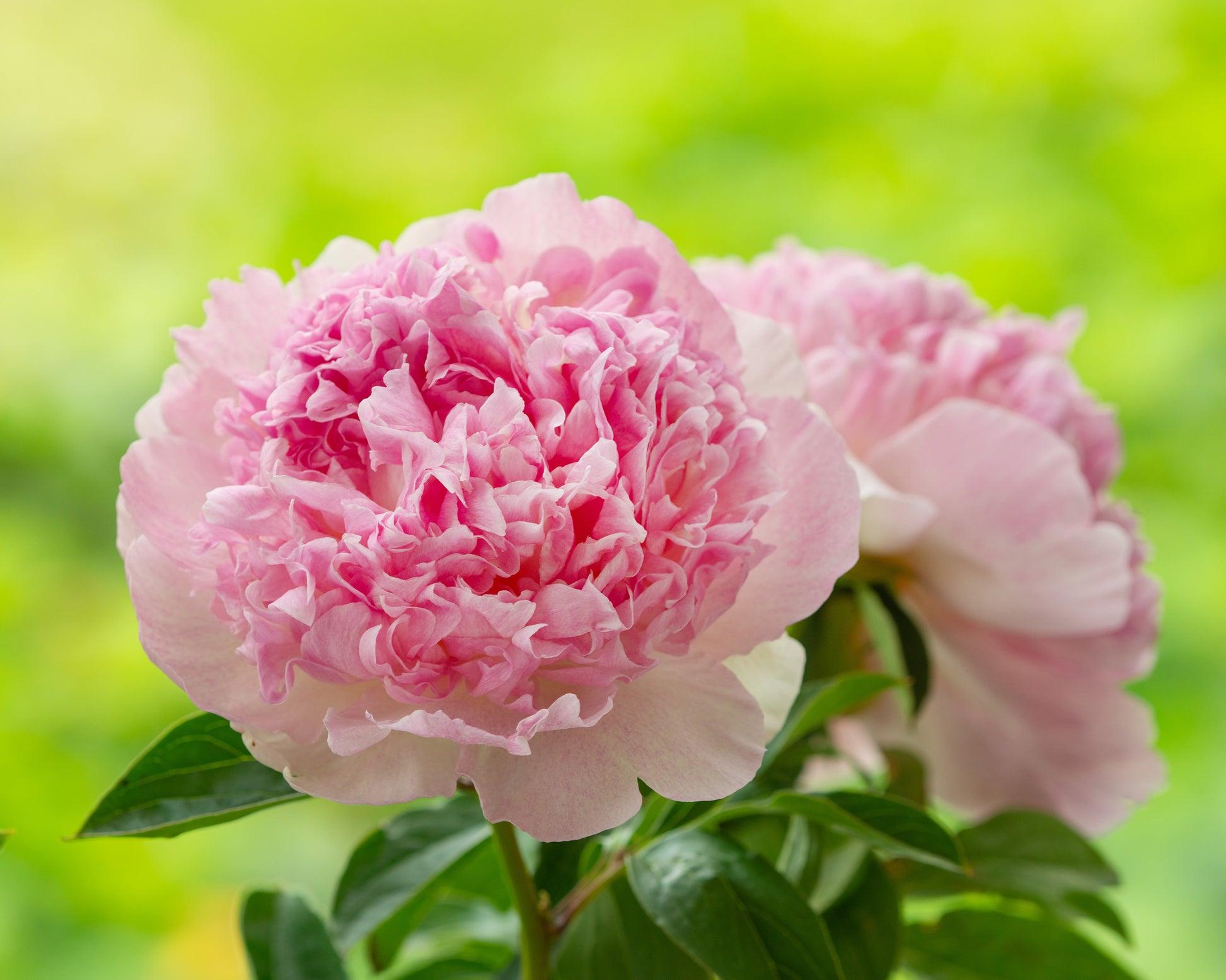 G391 Paeonia X Lactiflora Raspberry Sundae - View 12 from www redcrocus com